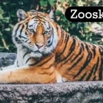 Zooskooñ: A Unique Take on Modern Zoo Experiences