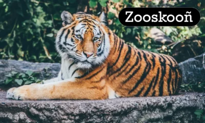 Zooskooñ: A Unique Take on Modern Zoo Experiences