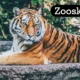 Zooskooñ: A Unique Take on Modern Zoo Experiences