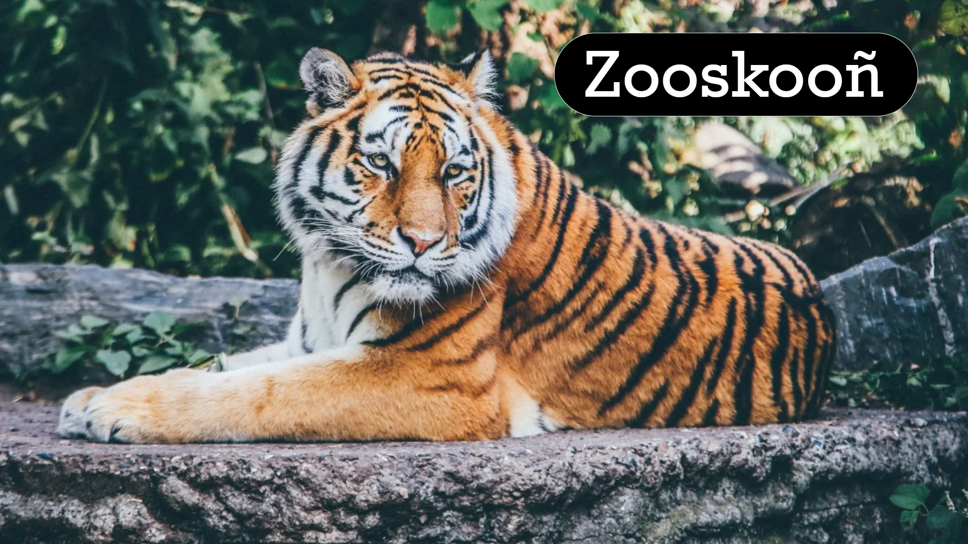 Zooskooñ: A Unique Take on Modern Zoo Experiences